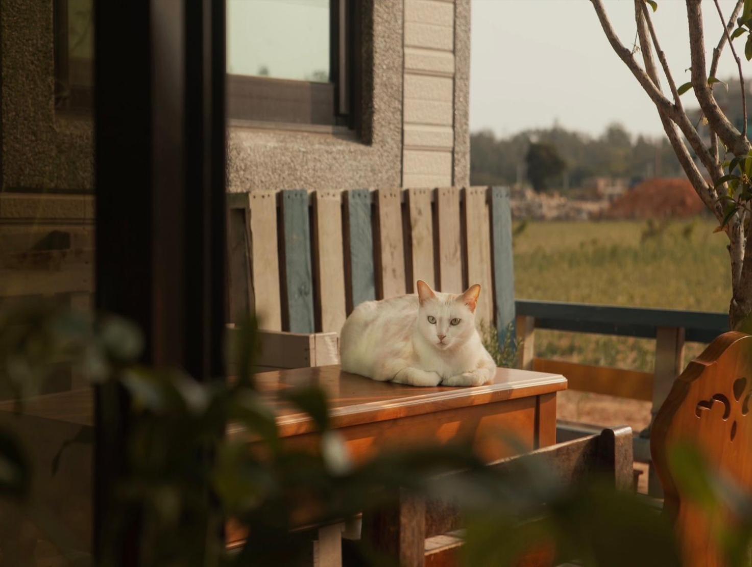 White Cat B&B Jinning Экстерьер фото